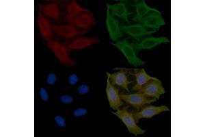 ABIN6260219 and ABIN6266693 staining Hela cells(45 min of heat-shock) by IF/ICC. (BCKDK Antikörper  (N-Term))
