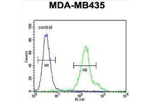 CU002 Antibody (C-term) flow cytometric analysis of MDA-MB435 cells (right histogram) compared to a negative control cell (left histogram). (EIF3A Antikörper  (C-Term))