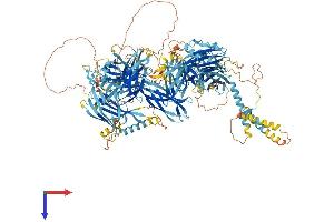 NPHP4 Protein (AA 1-1425) (His tag)