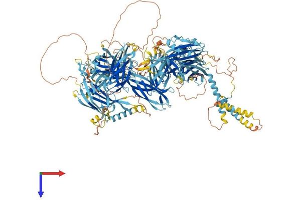 NPHP4 Protein (AA 1-1425) (His tag)