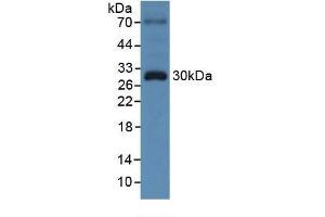 TOR3A Antikörper  (AA 97-361)