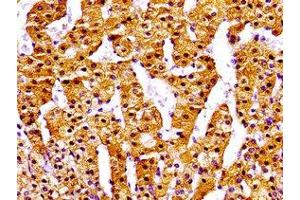 Immunohistochemistry of paraffin-embedded human adrenal gland tissue using ABIN7161727 at dilution of 1:100
