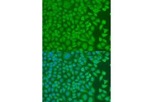 Immunofluorescence analysis of U2OS cells using PCBP1 antibody. (PCBP1 Antikörper  (AA 100-200))
