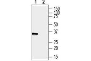 Western blot analysis of human MDA-MB-231 breast adenocarcinoma cell line lysate: - 1. (P2RY6 Antikörper  (2nd Extracellular Loop))