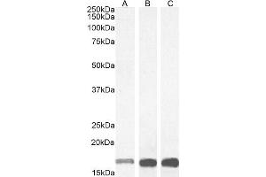 Western Blotting (WB) image for anti-Ionized Calcium-binding Adapter Molecule 1 (IBA1) (C-Term) antibody (ABIN184738)