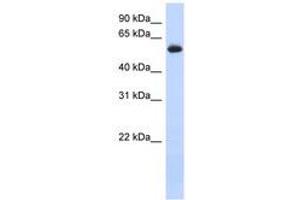 Image no. 1 for anti-Fyn-Related Kinase (FRK) (AA 35-84) antibody (ABIN6741263) (FRK Antikörper  (AA 35-84))