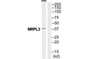 Western Blotting (WB) image for anti-Mitochondrial Ribosomal Protein L3 (MRPL3) (Internal Region) antibody (ABIN1851574) (MRPL3 Antikörper  (Internal Region))