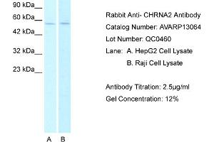 Western Blotting (WB) image for anti-Cholinergic Receptor, Nicotinic, alpha 2 (Neuronal) (CHRNA2) (N-Term) antibody (ABIN2792286) (CHRNA2 Antikörper  (N-Term))