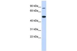 Image no. 1 for anti-tRNA Methyltransferase 1 (TRMT1) (AA 36-85) antibody (ABIN6742489) (TRMT1 Antikörper  (AA 36-85))