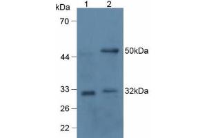 Mouse Detection antibody from the kit in WB with Positive Control: Lane1: Human 293T Cells; Lane2: Rat Thymus Tissue. (RANKL ELISA Kit)