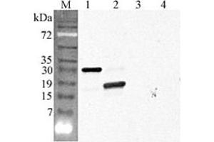 Western blot analysis using anti-CTRP5 (GD) (human), pAb  at 1:4'000 dilution. (CTRP5 Antikörper  (Globular Domain))