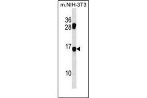 Western blot analysis of MDS1 Antibody (Center) in mouse NIH-3T3 cell line lysates (35ug/lane). (MECOM Antikörper  (Middle Region))