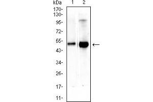 Western blot analysis using CEACAM3 mouse mAb against rat spleen (1) and rat lung (2) tissue lysate.