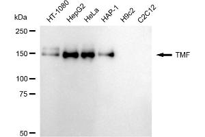 Western blotting analysis using TMF antibody (ABIN7800518). (Rekombinanter TMF1 Antikörper)