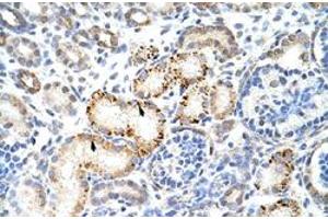 Immunohistochemical staining (Formalin-fixed paraffin-embedded sections) of human kidney with HNRNPK polyclonal antibody  at 4-8 ug/mL working concentration. (HNRNPK Antikörper  (N-Term))