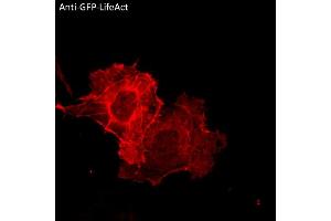 Immunofluorescence (IF) image for anti-Green Fluorescent Protein (GFP) antibody (ABIN7273023) (GFP Antikörper)