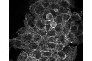 Immunofluorescence (IF) image for anti-alpha Tubulin (TUBA1) (C-Term) antibody (ABIN964563)