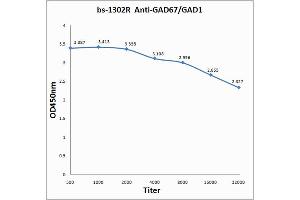 Antigen: 0. (GAD Antikörper  (AA 455-594))