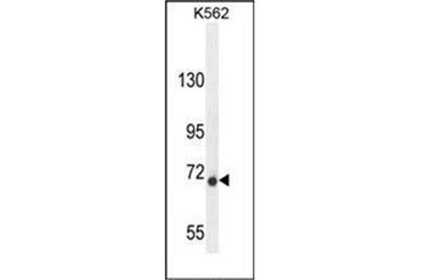 DPY19L1 Antikörper  (C-Term)