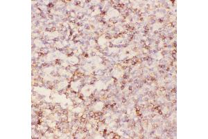 Immunohistochemistry (IHC) image for anti-Sialophorin (SPN) (AA 272-400) antibody (ABIN3042491)