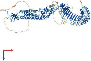 LRRC8D Protein (AA 1-858) (His tag)