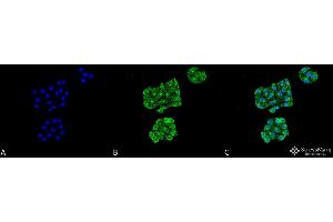 Immunocytochemistry/Immunofluorescence analysis using Mouse Anti-GRP78 Monoclonal Antibody, Clone 6H4-2G7 . (GRP78 Antikörper  (Atto 390))