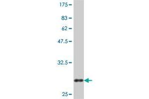 Western Blot detection against Immunogen (31. (Claudin 2 Antikörper  (AA 29-80))