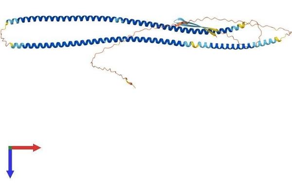 Desmin Protein (DES) (AA 1-470) (His tag)