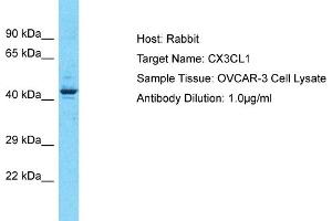 Host: Rabbit Target Name: CX3CL1 Sample Type: OVCAR-3 Whole Cell lysates Antibody Dilution: 3. (CX3CL1 Antikörper  (Middle Region))