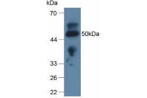 Western blot analysis of Rat Lung Tissue. (Apolipoprotein L 2 Antikörper  (AA 186-337))