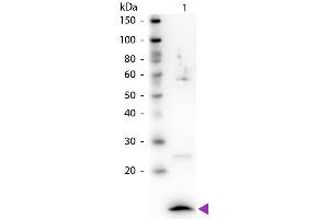 Western Blot of Rabbit Anti-Beta-2-Microglobulin antibody. (beta-2 Microglobulin Antikörper)