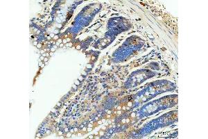 anti-Gastric Inhibitory Polypeptide (GIP) (AA 52-93) antibody