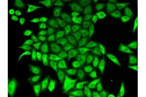 Immunofluorescence analysis of A549 cells using APRT antibody. (APRT Antikörper  (AA 1-180))
