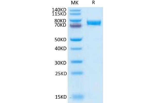 VTCN1 Protein (AA 29-258) (Fc Tag)