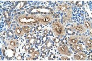 Immunohistochemical staining (Formalin-fixed paraffin-embedded sections) of human kidney with CLEC4M polyclonal antibody  at 4-8 ug/mL working concentration. (C-Type Lectin Domain Family 4, Member M (CLEC4M) (N-Term) Antikörper)