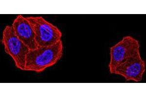 Immunofluorescence analysis of Hela cells using DDX1 mouse mAb. (DDX1 Antikörper  (AA 642-740))