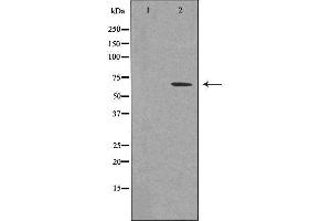 Western blot analysis of extracts from 293 cells, using T3JAM antibody. (TRAF3IP3 Antikörper  (Internal Region))