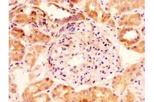IHC image of ABIN7153857 diluted at 1:100 and staining in paraffin-embedded human kidney tissue performed on a Leica BondTM system. (GLIPR1 Antikörper  (AA 22-232))