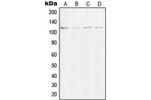 Western blot analysis of Striatin expression in A549 (A), NIH3T3 (B), SKNSH (C), rat brain (D) whole cell lysates. (Striatin Antikörper  (C-Term))