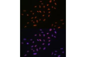 Immunofluorescence (IF) image for anti-ATP-Dependent RNA Helicase A (DHX9) antibody (ABIN7265747)