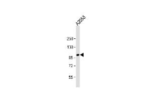 Anti-ADTS17 Antibody (N-term) at 1:2000 dilution +  whole cell lysate Lysates/proteins at 20 μg per lane.