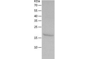 Western Blotting (WB) image for Peroxiredoxin 5 (PRDX5) (AA 53-214) protein (His tag) (ABIN7124367) (Peroxiredoxin 5 Protein (PRDX5) (AA 53-214) (His tag))