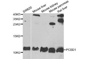 Western blot analysis of extracts of various cell lines, using PCBD1 antibody. (PCBD1 Antikörper)