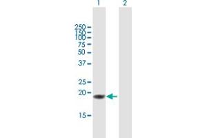 Western Blotting (WB) image for anti-Tumor Necrosis Factor (Ligand) Superfamily, Member 18 (TNFSF18) (AA 1-177) antibody (ABIN948756)