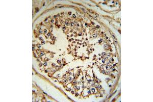 INHA Antibody (N-term) (ABIN390680 and ABIN2840974) IHC analysis in formalin fixed and paraffin embedded human testis tissue followed by peroxidase conjugation of the secondary antibody and DAB staining. (Inhibin alpha Antikörper  (N-Term))