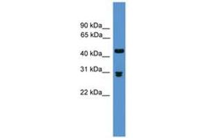 Image no. 1 for anti-Prodynorphin (PDYN) (AA 71-120) antibody (ABIN6746613) (PDYN Antikörper  (AA 71-120))