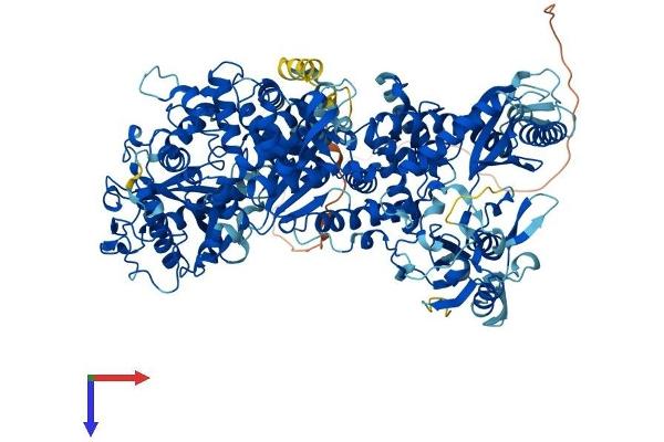 Nucleolar Protein 6 Protein (NOL6) (AA 1-1152) (His tag)