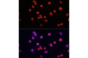Immunofluorescence analysis of HeLa cells using MYCT1 antibody (ABIN7268717) at dilution of 1:100. (Myc Target 1 Antikörper  (AA 99-235))