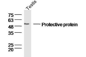 Mouse testis lysates probed withRabbit Anti-Lysosomal Protective Protein Polyclonal Antibody, Unconjugated  at 1:300 overnight at 4˚C. (CTSA Antikörper  (AA 401-480))