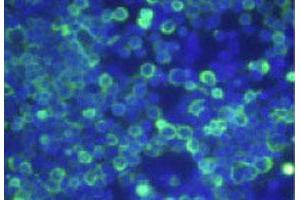 Immunofluorescence analysis of HEK 293T cells overexpressing human OPRD1, using OPRD1 monoclonal antibody, clone 1E7  . (OPRD1 Antikörper)